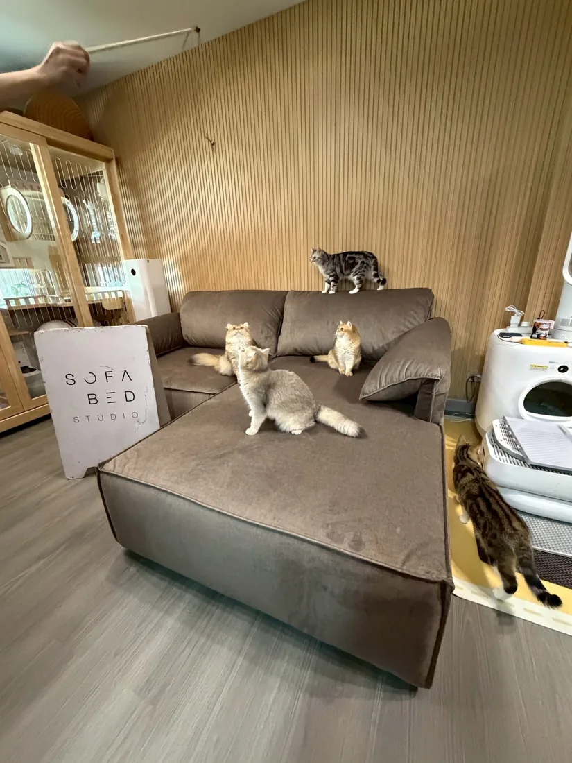 โซฟาลอนขนมปัง ผลงานจริง Sofa Bed Studio ภาพที่ 4